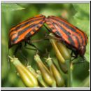 Graphosoma lineatum - Streifenwanze 01.jpg